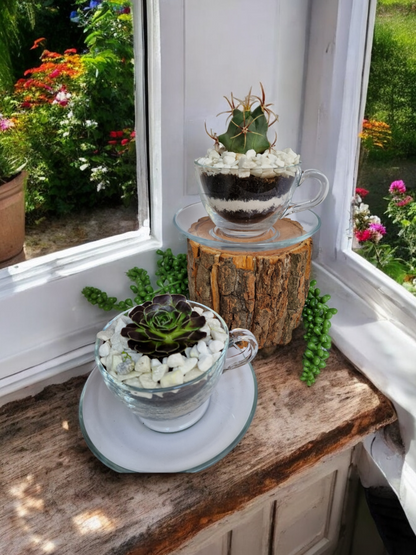 DIY Teacup Terrarium - Succulent/Cactus in a glass teacup with soil and accessories