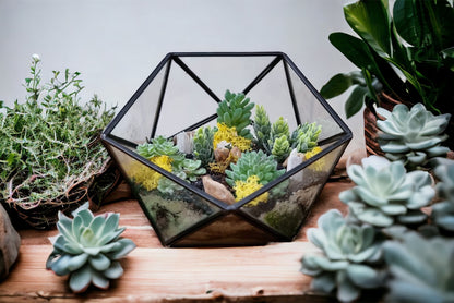 DIY luxury geometric metal and glass terrarium kit with plants and accessories - perfect gift to create your own mini garden