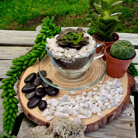 DIY Teacup Terrarium - Succulent/Cactus in a glass teacup with soil and accessories