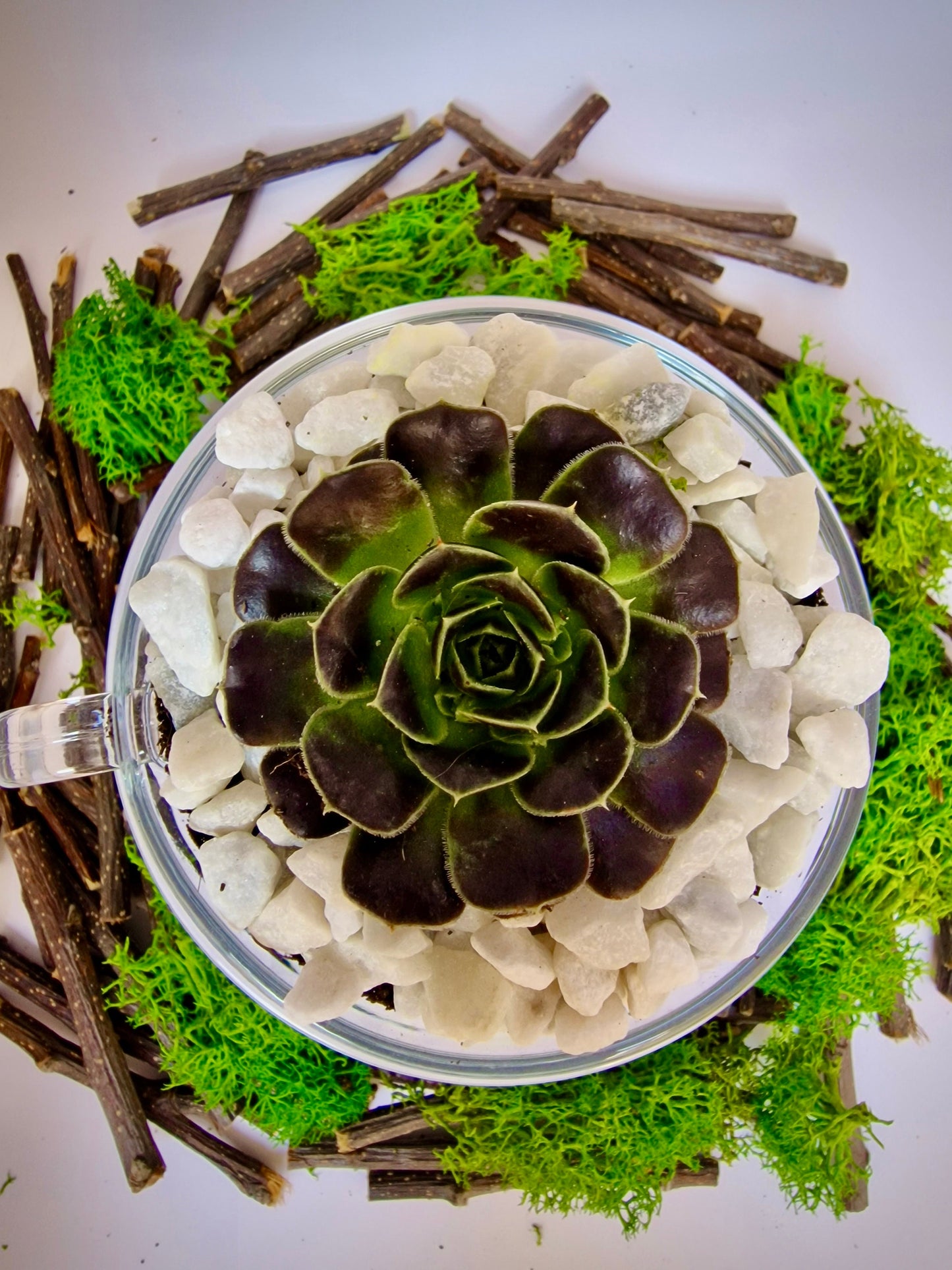 DIY Teacup Terrarium - Succulent/Cactus in a glass teacup with soil and accessories