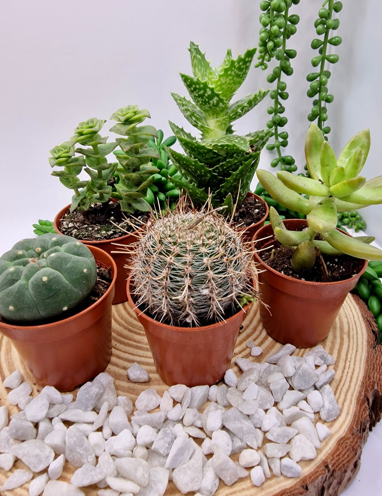 DIY Teacup Terrarium - Succulent/Cactus in a glass teacup with soil and accessories