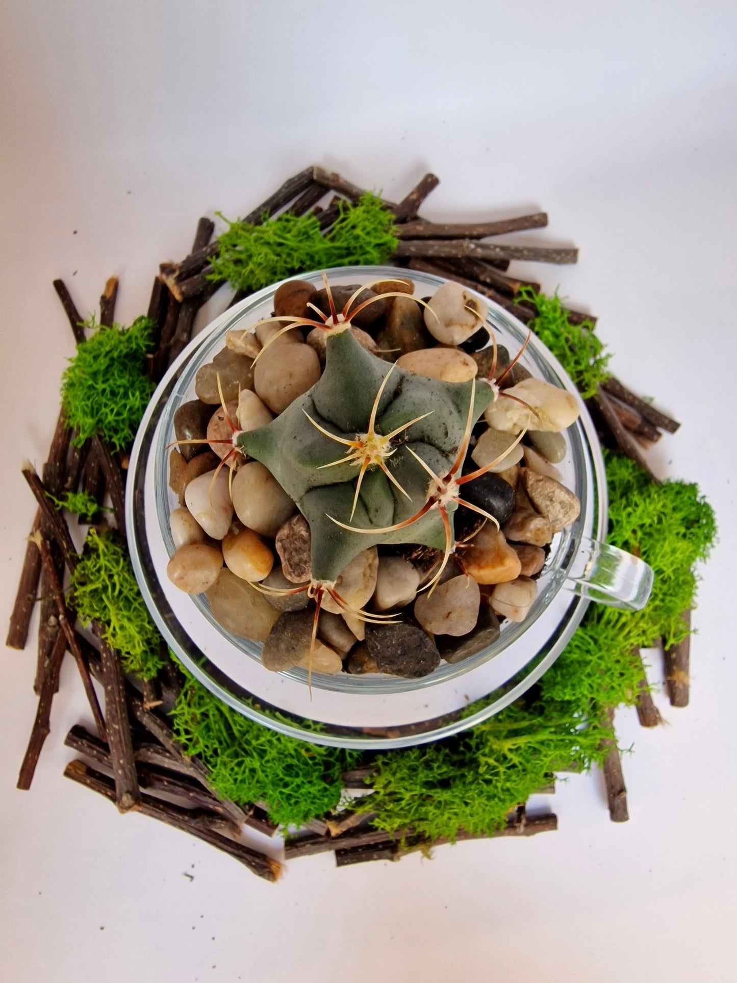 DIY Teacup Terrarium - Succulent/Cactus in a glass teacup with soil and accessories