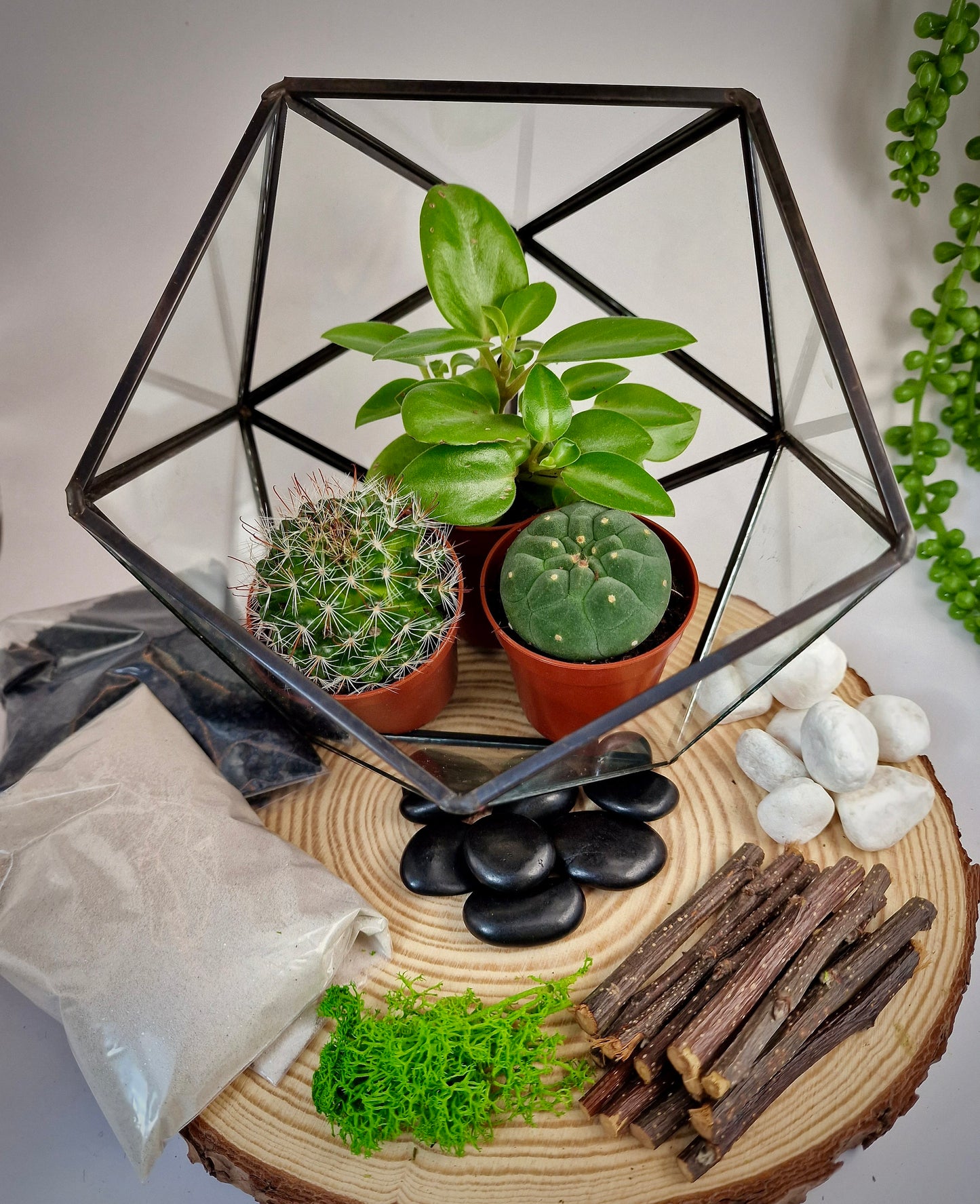 DIY luxury geometric metal and glass terrarium kit with plants and accessories - perfect gift to create your own mini garden