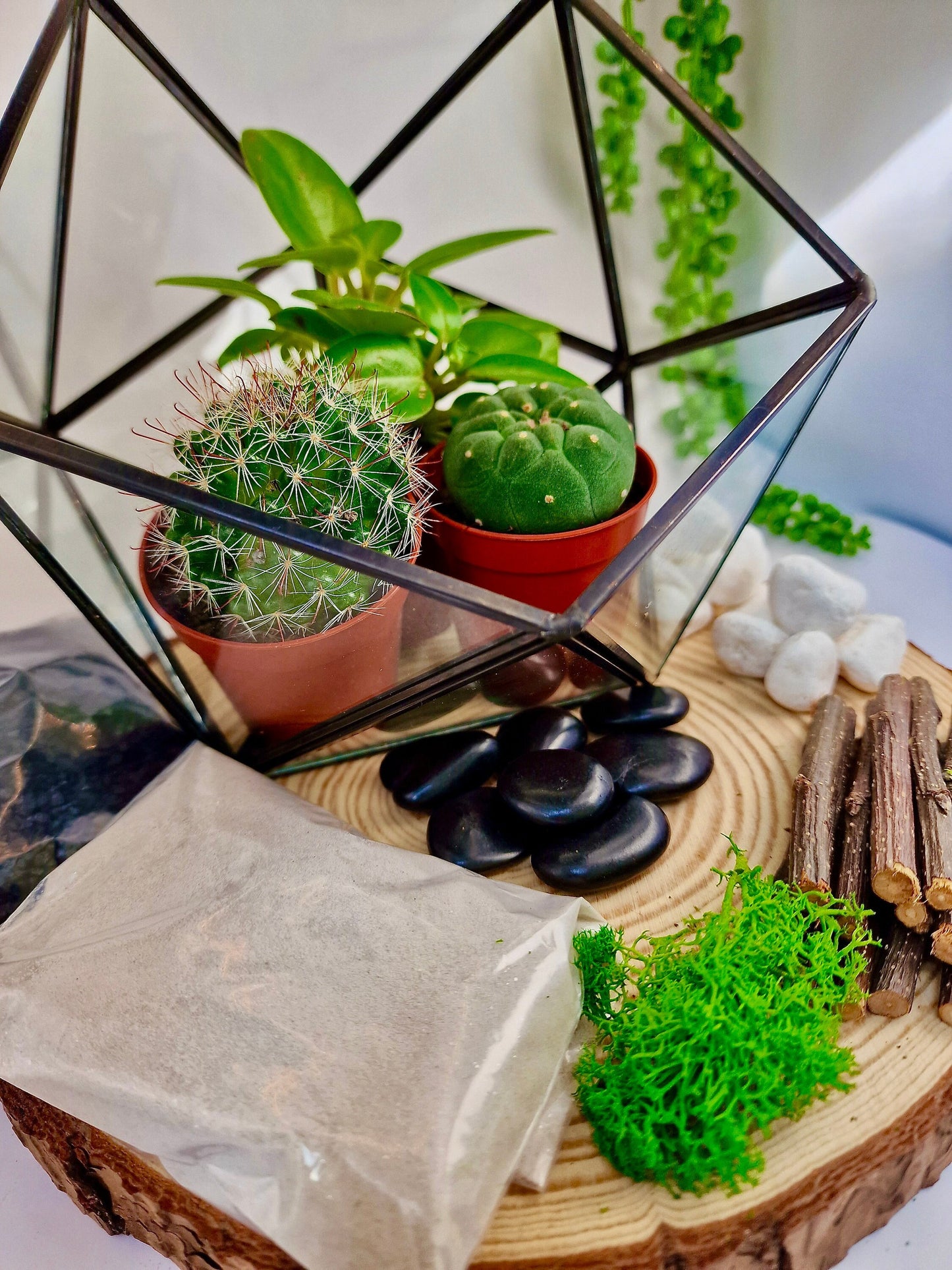 DIY luxury geometric metal and glass terrarium kit with plants and accessories - perfect gift to create your own mini garden